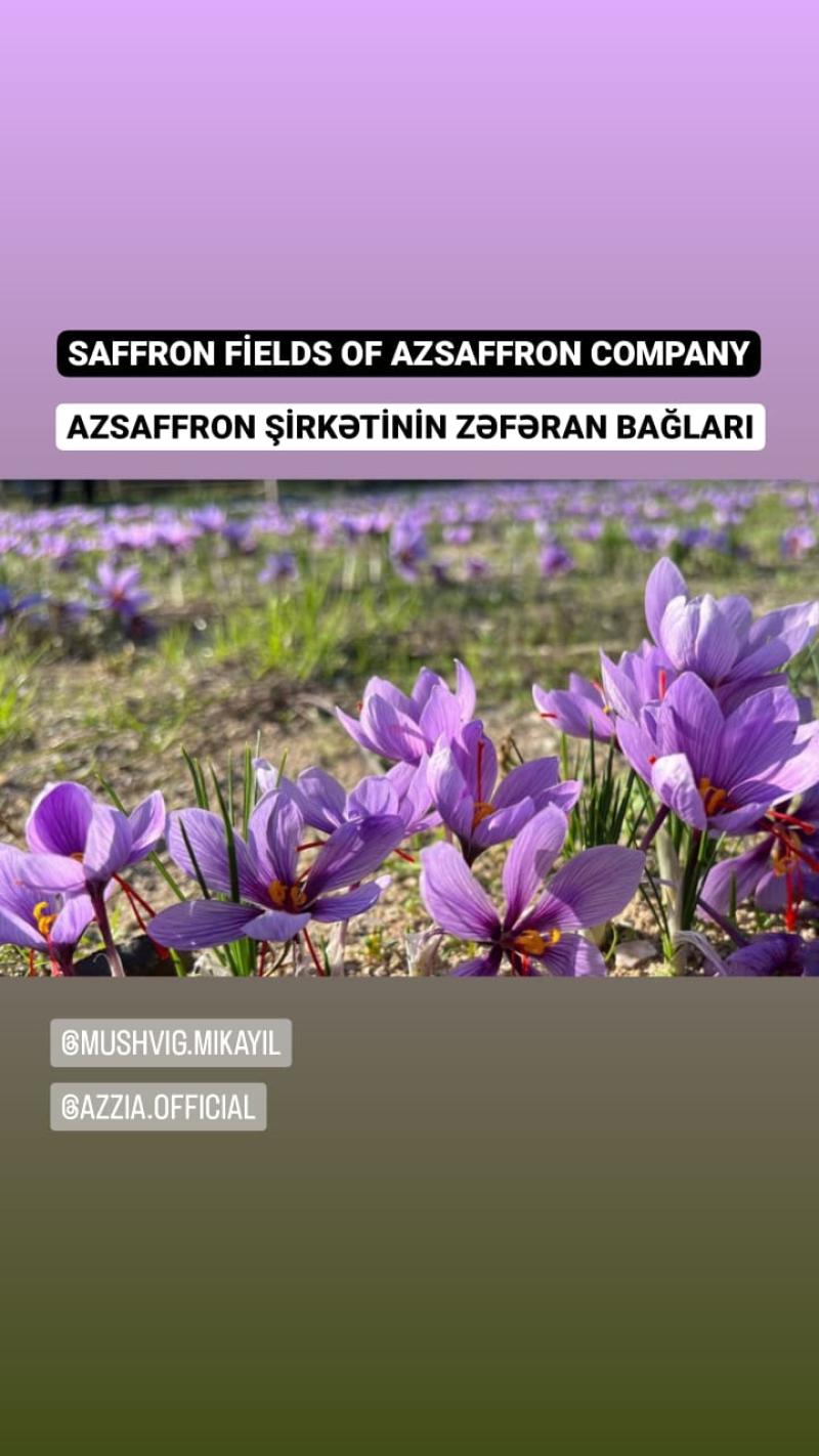 Safran en Pistils - Emballage • AZsaffron